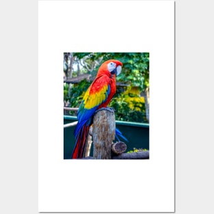 Parrot Posters and Art